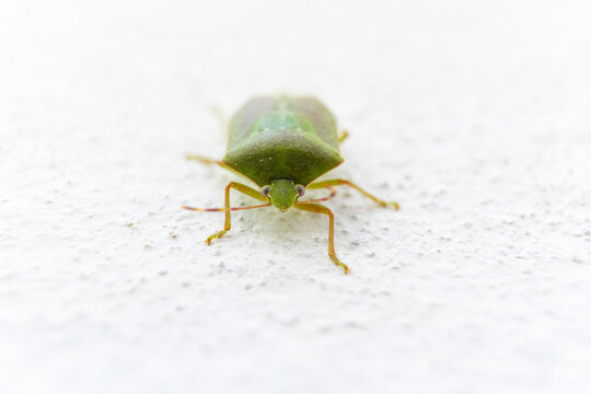 The Green Bug On Wall