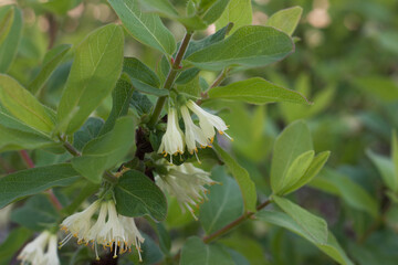 delicate white cream honeysuckle flowers among leaves, spring background, selective focus