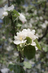white flowers of a blooming apple tree on a background of branches, green leaves and blue sky