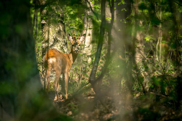Hunting a roebuck in a forest 