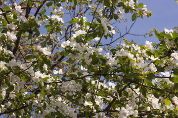 white flowers of a blooming apple tree on a background of branches, green leaves and blue sky