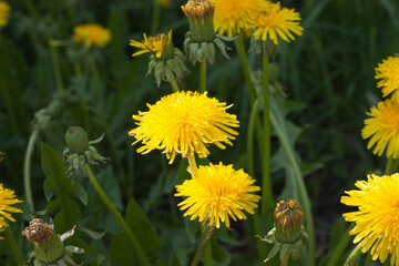 blooming, fading and opening yellow dandelion flowers in a green meadow