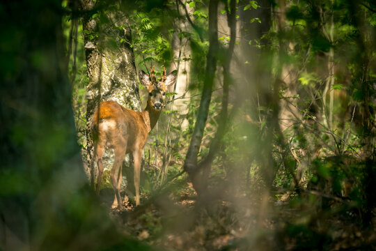 Hunting a roebuck in a forest 