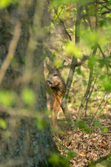 Hunting a roebuck in a forest 