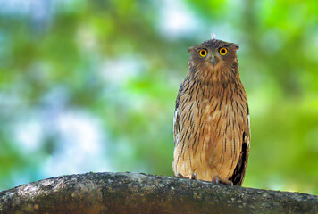 Huge bulky brown fish owl with a finely streaked breast