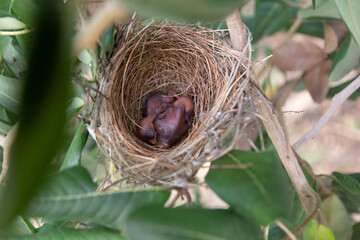 The baby bird in the nest on the tree is sleeping