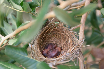 Obraz premium The baby bird in the nest on the tree is sleeping
