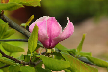 Magnolia flowers in a garden at early springtime