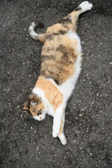 外猫　三毛（11歳）