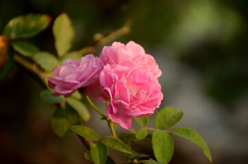 bunch the pink rose flower with green leaves and plant in the forest.