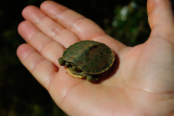 Una piccola tartaruga trovata vicino al lago Baratz