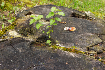 The plant has grown from a tree stump
