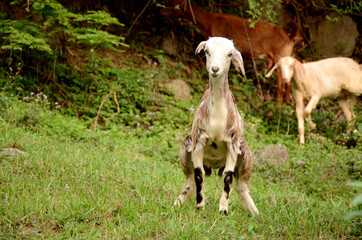 the white brown goat kids with goats and sheep enjoyed in the forest.
