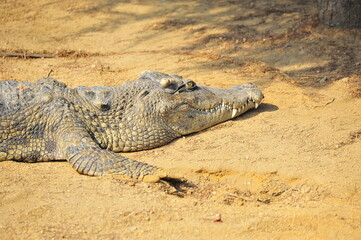 The crocodile