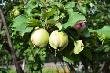 apples on a tree