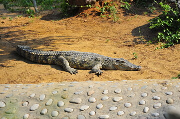 The crocodile