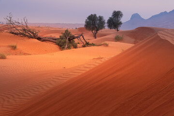 Fototapeta na wymiar evening twilight in desert with trees and dunes