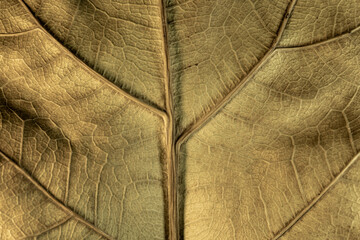 Close up of a pale leaf with beautiful leaf veins