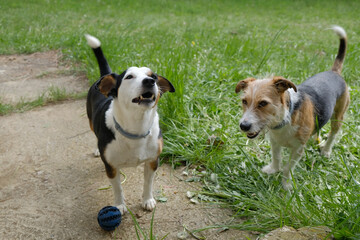 Two adorable terrier dogs playing with a ball on a green grass