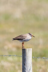 A common redshank perched on a fence post