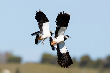 A Pair of Lapwing birds in flight