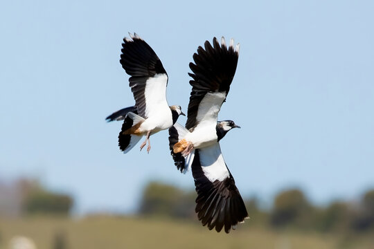 A Pair of Lapwing birds in flight
