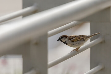 A single sparrow on the bridge fence pipes
