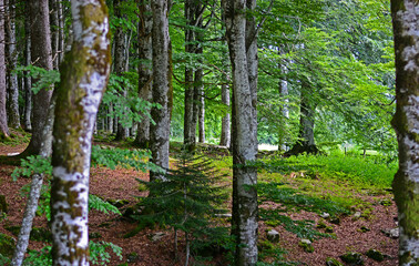 the forest with the bright colors of spring
