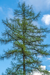 Tall larch tree bursting into bloom in springtime