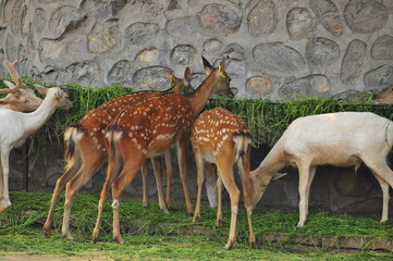 The deer in the park