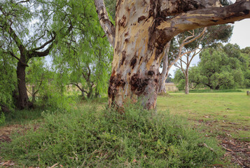 eucalypt tree in rural landscape