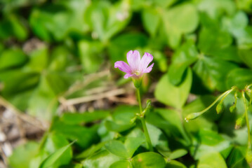 庭に咲いたムラサキカタバミ