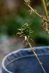 cannabis plant with damaged leaves