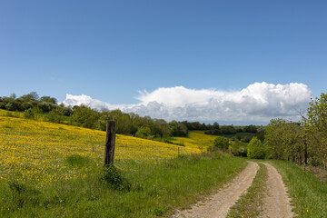 Fototapeta premium Spring landscape with green fields and meadows