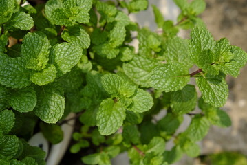 Close up of peppermint leaves in the home garden.