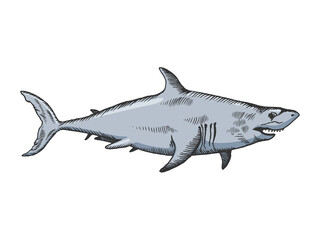 Shark color sketch raster illustration