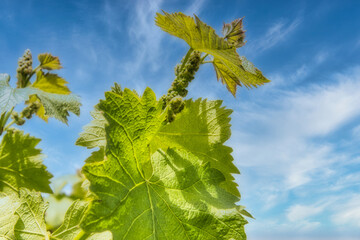 青い実を付けた、5月上旬の庭のブドウの木