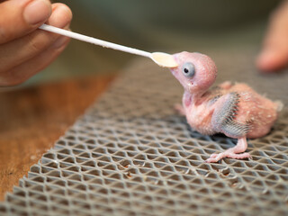 Forpus Parakeet Parrot Bird Hand-Feeding. Selective focus © Jatuporn
