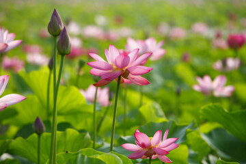 Fototapeta premium lotus