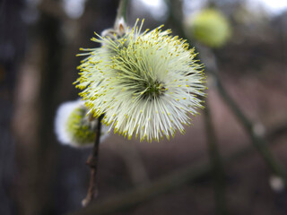 yellow fluffy willow buds bloomed in early spring on the branches