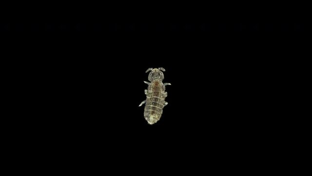 Collembola insect under the microscope, Order Poduromorpha. They live in moist soil, can jump, feed on organic matter, mushrooms, algae