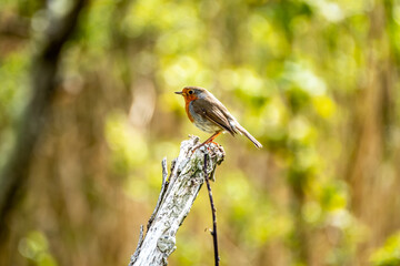 Red Robin, red breast bird visiting a garden in Ireland