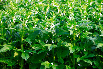 Sesame flowering