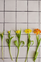 Yellow tulips with green stems on different stages of growth from small closed bud to a blooming...
