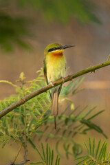 Blue-tailed Bee-eater perching on a perch  looking into a distance