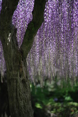 京都府宇治市の平等院の藤の花。花房が長く見ごたえがあります。