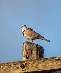 Fancy Pigeon  closeup view  full body