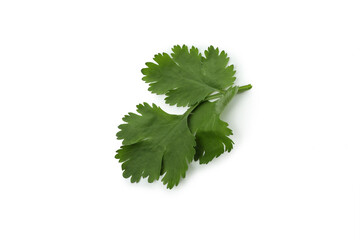 Fresh green parsley isolated on white background