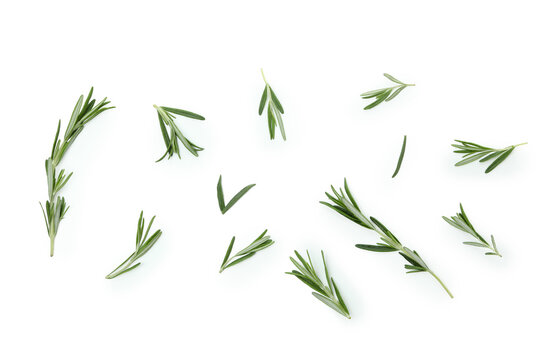 Fresh Rosemary Leaves Isolated On White Background