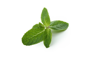 Fresh green mint isolated on white background © Atlas